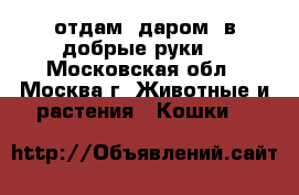 отдам. даром. в добрые руки. - Московская обл., Москва г. Животные и растения » Кошки   